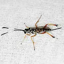 Messatoporus compressicornis - photo 5