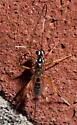 Messatoporus discoidalis - photo 2