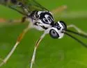 Messatoporus discoidalis - photo 4