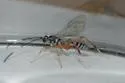 Messatoporus discoidalis - photo 5