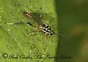 Messatoporus rufiventris