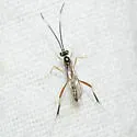 Messatoporus rufiventris - photo 2