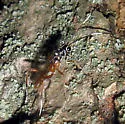 Messatoporus rufiventris - photo 3