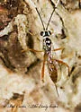 Messatoporus rufiventris - photo 4