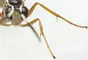 Messatoporus rufiventris - photo 5