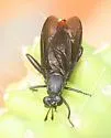 Messiasia pertenuis