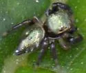 Messua limbata - photo 2