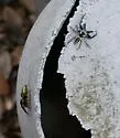 Messua limbata - photo 5