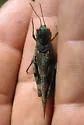 Mestobregma impexum - photo 2