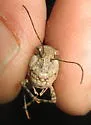 Mestobregma impexum - photo 5
