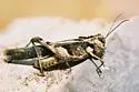 Platte Range Grasshopper