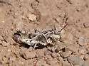 Platte Range Grasshopper - photo 2