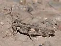 Platte Range Grasshopper - photo 3