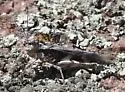 Platte Range Grasshopper - photo 4
