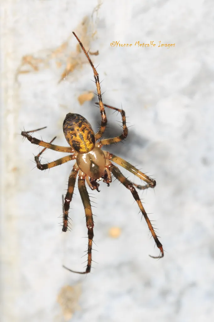 Eastern Cave Long-jawed Spider - photo 2