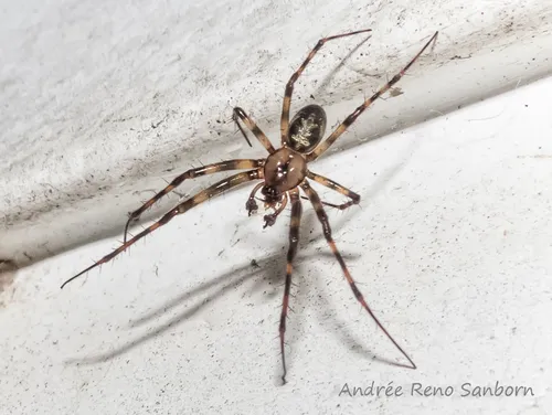Eastern Cave Long-jawed Spider - photo 4