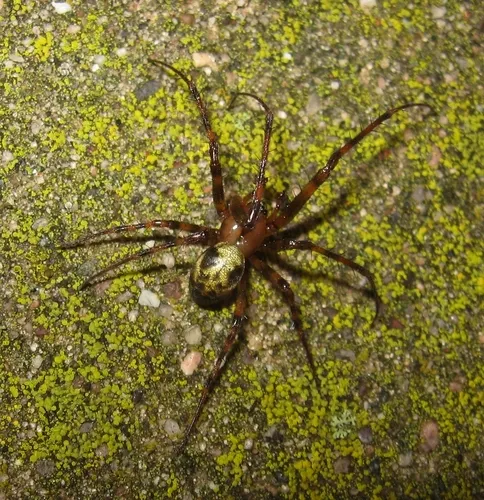 Eastern Cave Long-jawed Spider - photo 5