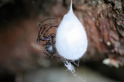 Eastern Cave Long-jawed Spider - photo 6