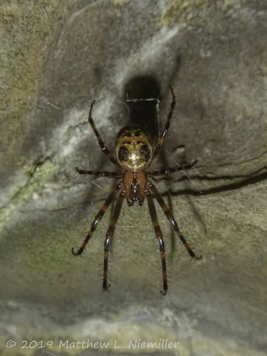 Eastern Cave Long-jawed Spider - photo 7