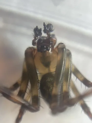 Eastern Cave Long-jawed Spider - photo 8