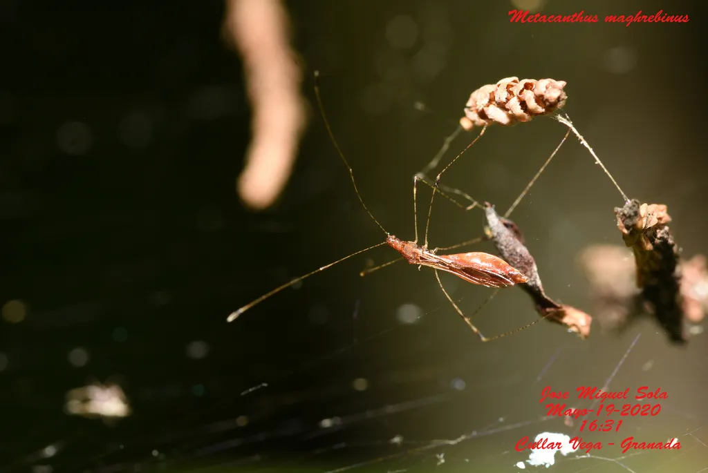 Metacanthus maghrebinus - photo 2