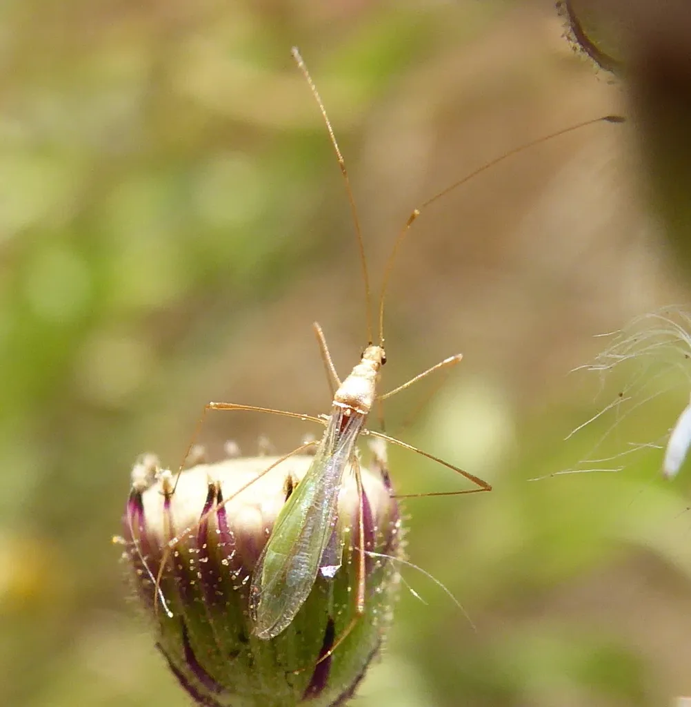 Metacanthus mollis - photo 2
