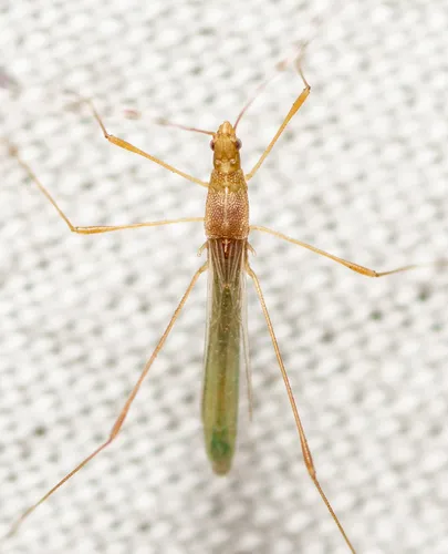 Metacanthus multispinus