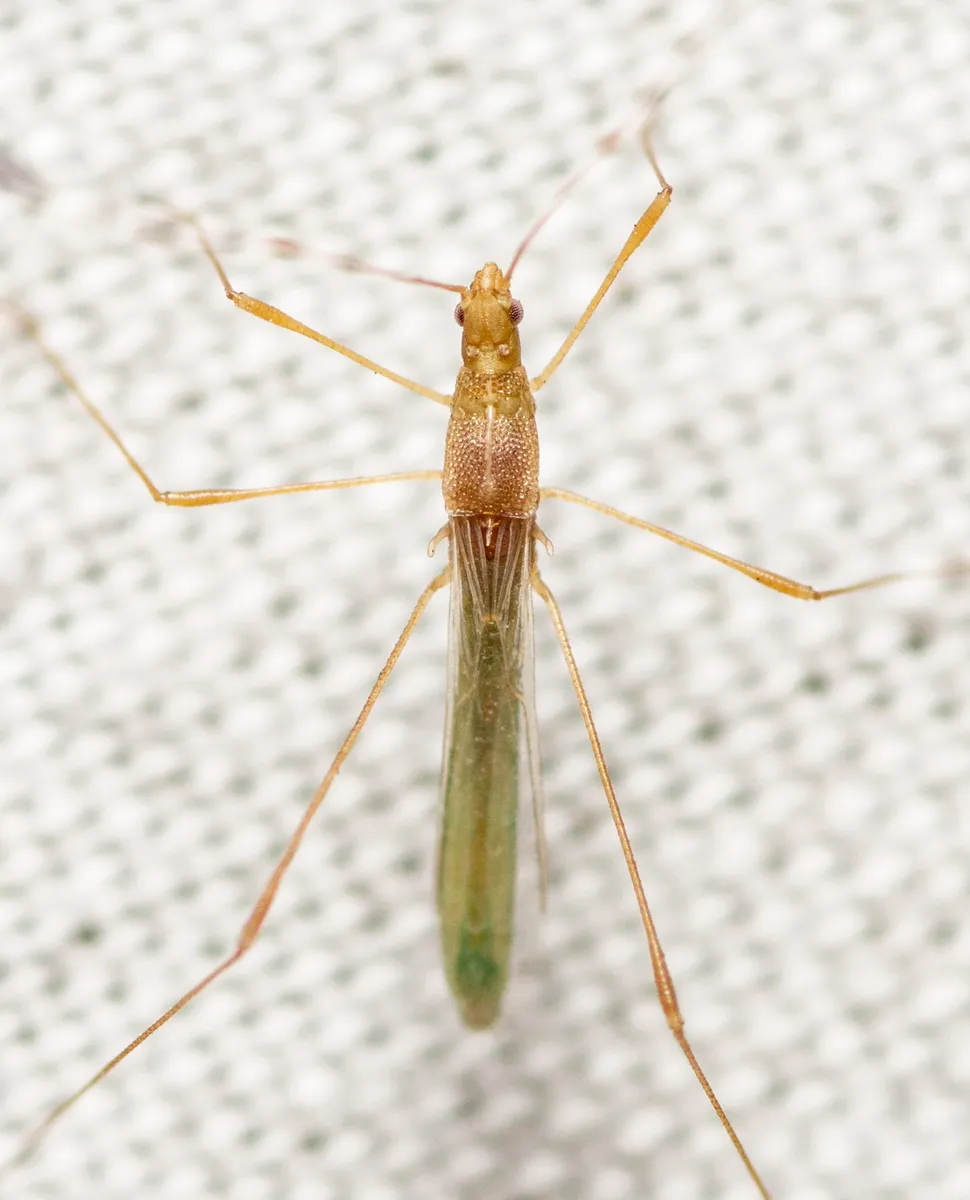 Metacanthus multispinus - photo 2