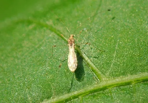 Metacanthus pulchellus