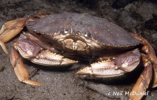 Dungeness Crab