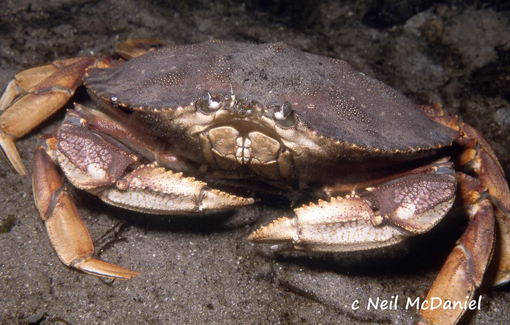 Dungeness Crab - photo 2