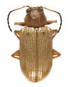 Metachroma angustulum