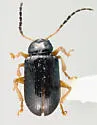 Metachroma angustulum - photo 2