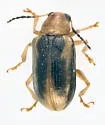 Metachroma angustulum - photo 5