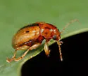 Metachroma carolinense