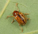 Metachroma carolinense - photo 2
