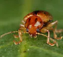 Metachroma carolinense - photo 3
