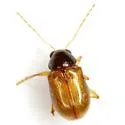 Metachroma luridum - photo 2