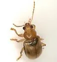Metachroma orientale - photo 2