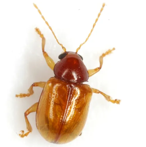 Metachroma pellucidum - Metachroma pellucidum