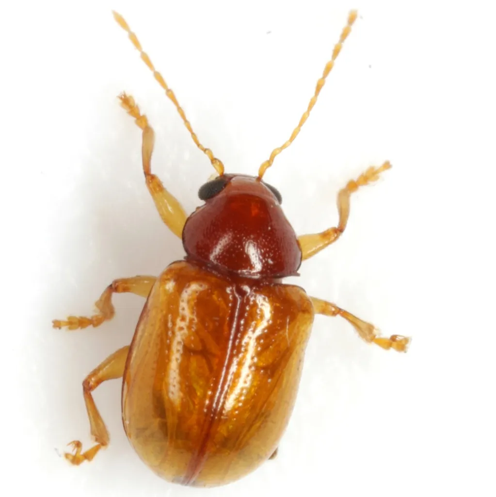 Metachroma pellucidum - photo 2