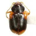Metachroma quercatum - photo 3