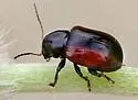 Metachroma suturale - photo 4