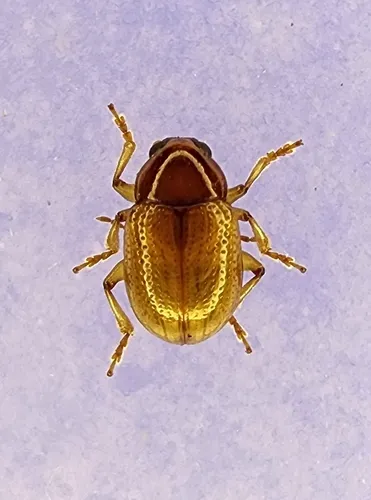 Metachroma texanum - photo 3