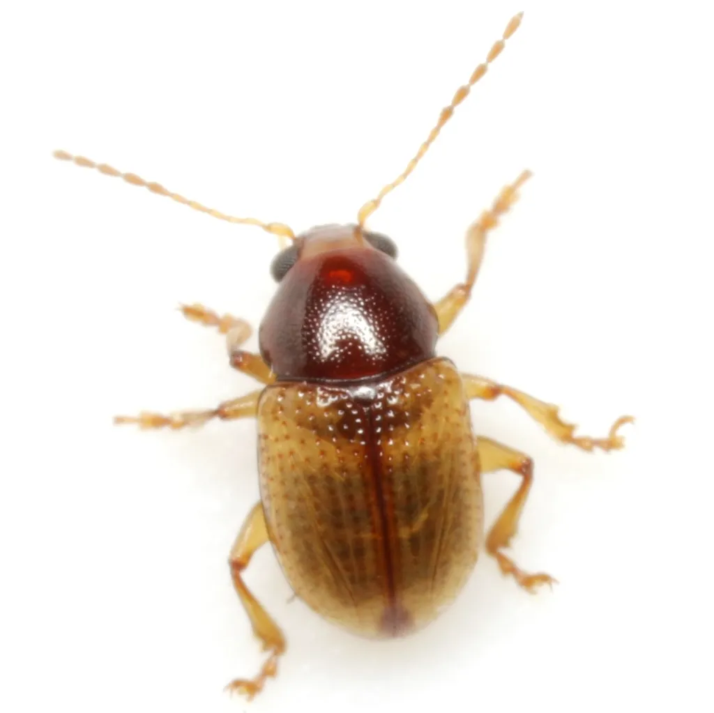 Metachroma texanum - photo 4