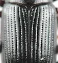 Metaclisa atra