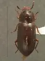Metaclisa marginalis - Metaclisa marginalis