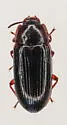 Metaclisa marginalis - photo 5