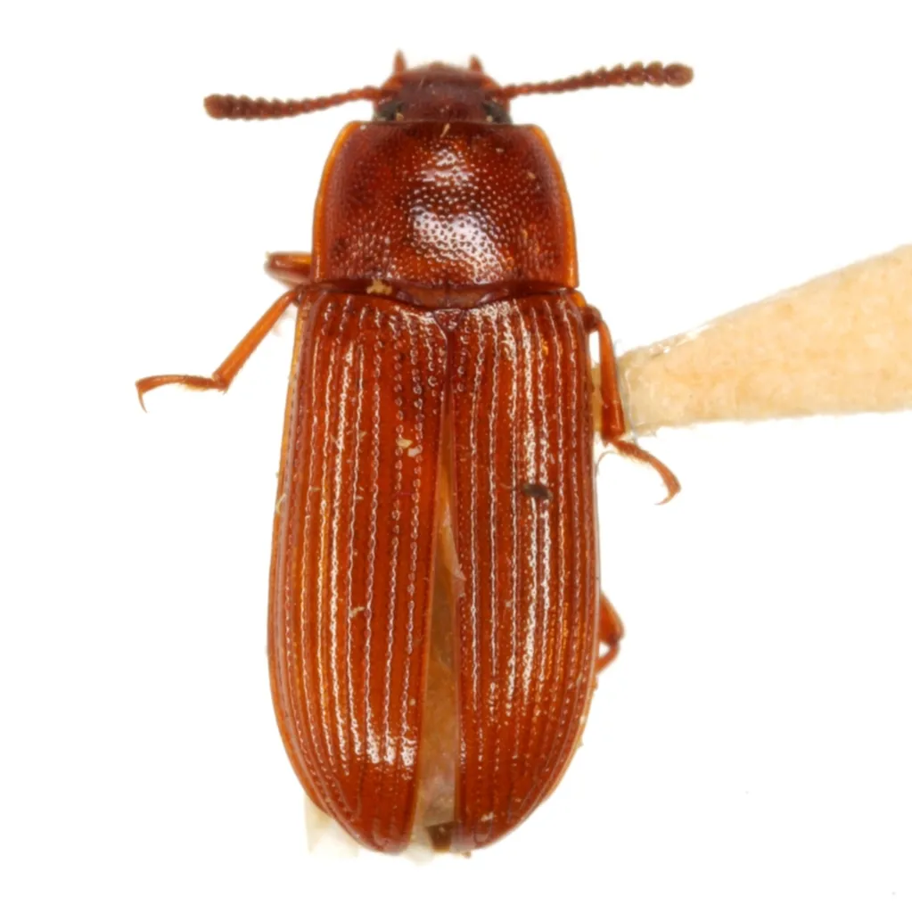 Metaclisa seditiosa - photo 2
