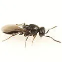 Metaclisis floridana